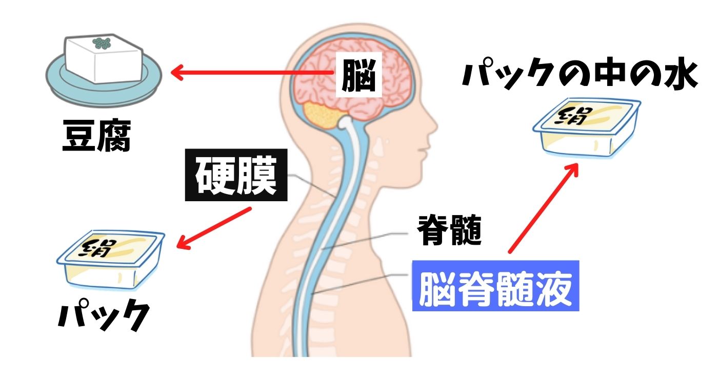 クレニオセイクラルセラピー（頭蓋仙骨療法）