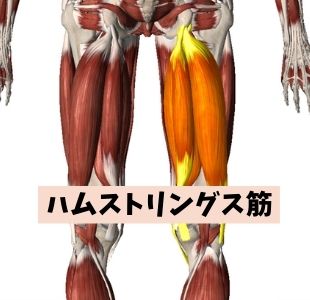 腰痛はハムストリングス筋も硬くなります