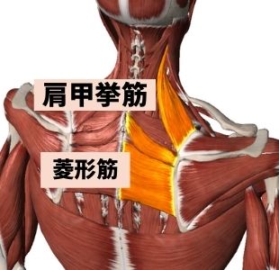 肩こりはインナーマッスルも緩めるのが整体ヨガ研究院の施術です