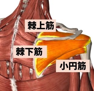 肩のインナーマッスル