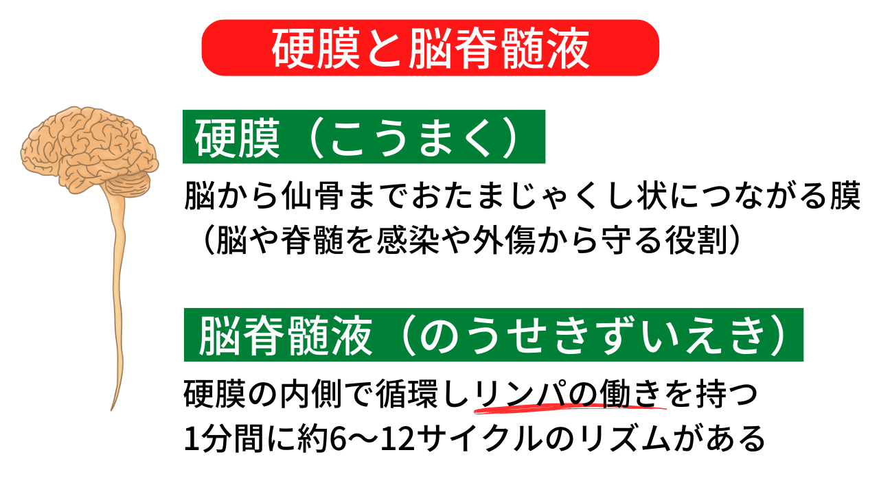 硬膜と脳脊髄液について